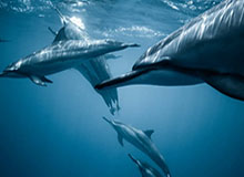 华体会官方网站：引领体育资讯与互动的新纪元